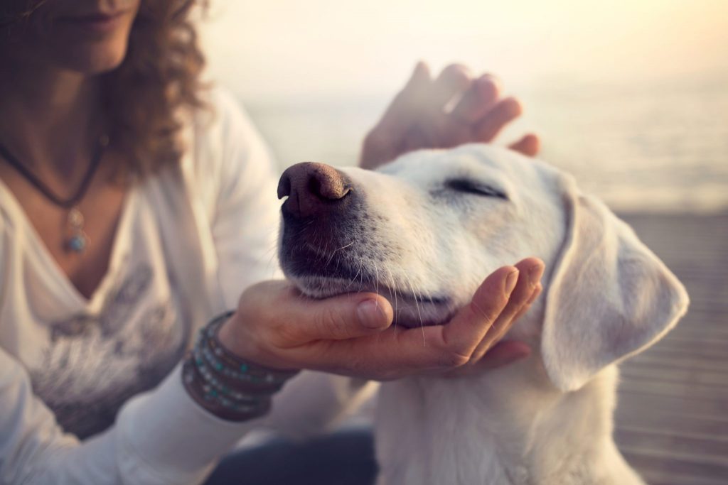 Read more on Leaving Your Estate to a Pet