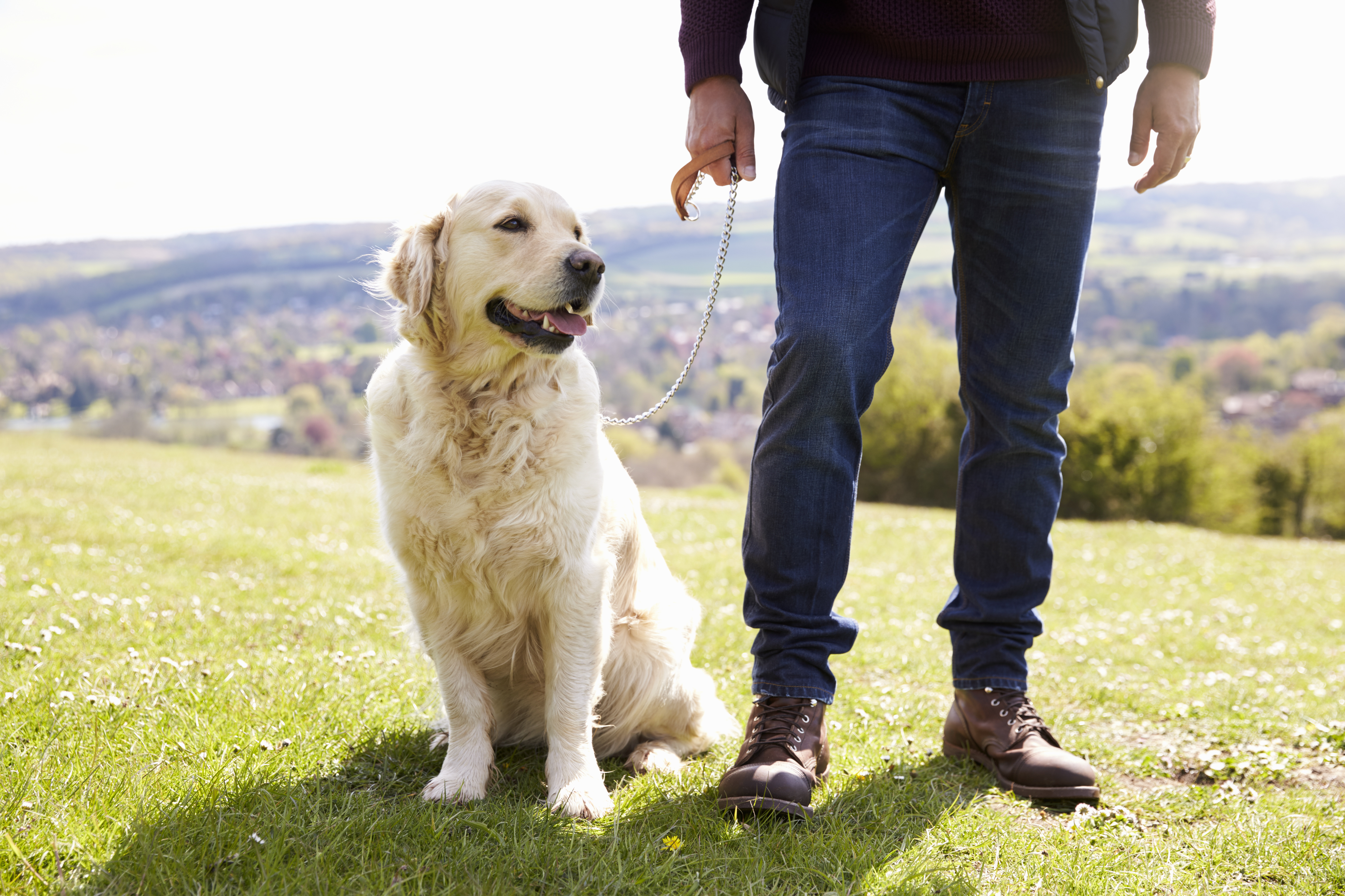 golden retriever strata law doak shirreff kelowna lawyers